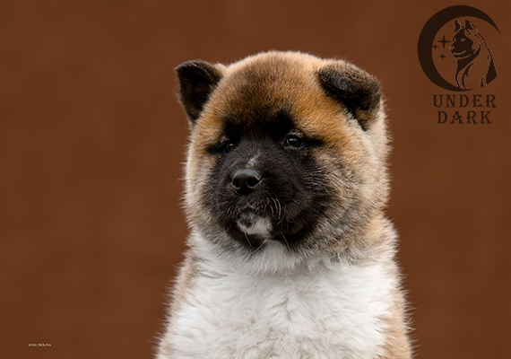 Щенки Американской акиты